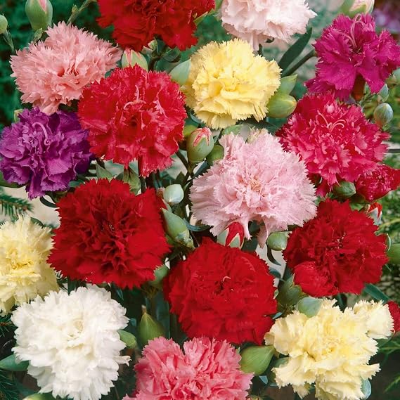 Mix Carnation Seeds for Planting - 5000+ Clove Carnation Seed - Non-GMO Heirloom Seeds - Open Pollinated Seeds
