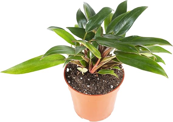 Philodendron Super Dwarf Red - 4'' from California Tropicals