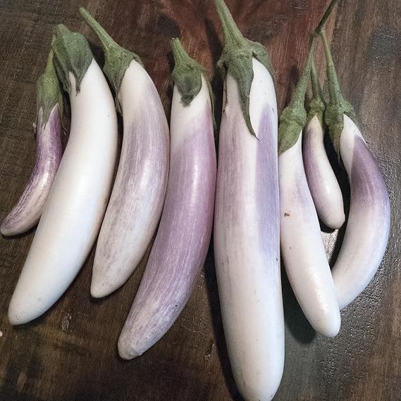 Kitazawa Seed Co Bride F1 Hybrid Eggplant Seeds 500 Mg ~115 Seeds Non-GMO | Asian Variety - Solanum melongena - Mild Flavor, Few Seeds - 89" Fruits - 70 Days - Great for Pickling, Grilling, Baking