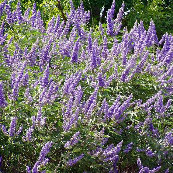 Chaste Tree (Vitex Agnus-chastus) - Grow Now or Store for Future Planting - Capsule of 10 Seeds