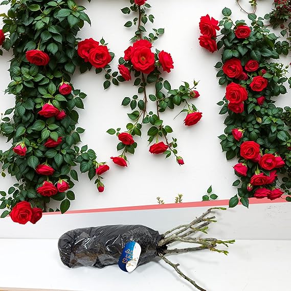 Hardy Bare Root Red Climbing Rose 'Paul Scarlet' – Bold Color for Garden Borders, Pathway Hedges, Trellis Displays, and Landscaping