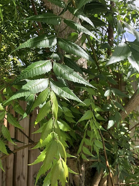 Fresh Neem Leaves, 50-60 leaves, Indian Lilac, Nimba, Nim, Azadirachta Indica