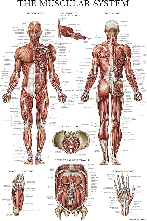 Palace Learning Muscular System Anatomical Poster - LAMINATED - Muscle Anatomy Chart - Double Sided (18" x 24")